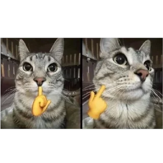 🫥 emoji Кот тупой Telegram sticker 2 of 32