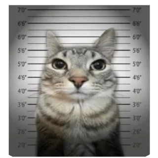 🫥 emoji Кот тупой Telegram sticker 9 of 32