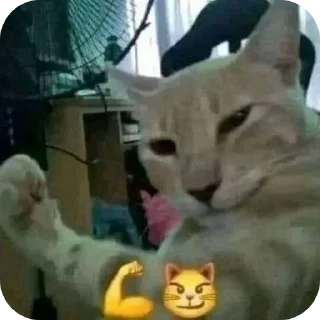 🐱 emoji Крути😎 ♡MisterRouswal♡ Telegram sticker 11 of 120