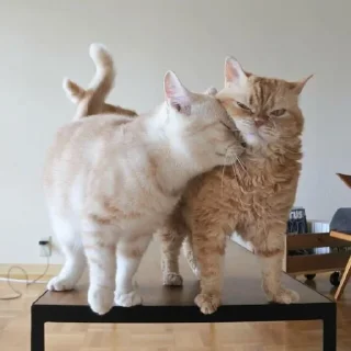 🤤 emoji котики Telegram sticker 14 of 72