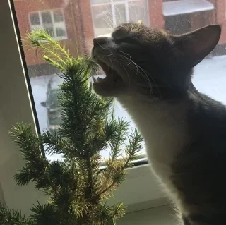 🌲 emoji коржикотерапия Telegram sticker 8 of 48