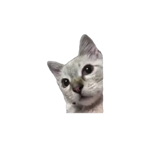 🤨 emoji пак(пук) Telegram sticker 20 of 33