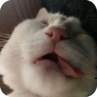 🐱 emoji krSya:3 Telegram sticker 8 of 87