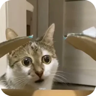 😨 emoji коты ебучие Telegram sticker 22 of 69