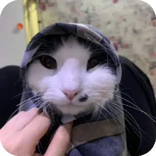 🐱 emoji Ты какашка Telegram sticker 24 of 52