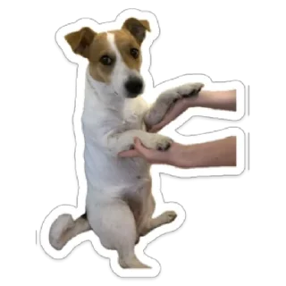 🌟 emoji Женька Telegram sticker 16 of 18