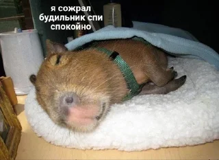 Sticker from Капибарочки😍