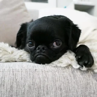 😒 emoji puggram Telegram sticker 17 of 71