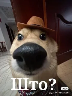 🌟 emoji А чё нет, когда да Telegram sticker 3 of 86