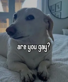 🐶 emoji homophobic dog Telegram sticker 8 of 34