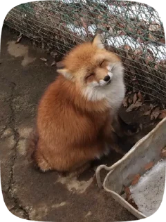 🦊 emoji лисята:) Telegram sticker 13 of 22