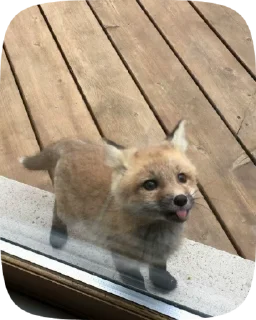 🦊 emoji лисята:) Telegram sticker 11 of 22