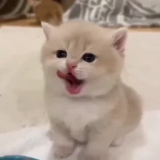 🌟 emoji дурашка Telegram sticker 18 of 24