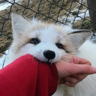 🐾 emoji Yeji-fox 💌 Telegram sticker 8 of 45