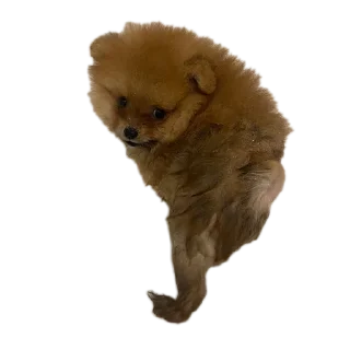 🐦 emoji кота вттвоиктту Telegram sticker 5 of 16