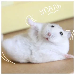 🥺 emoji ꒰ хомячки ꒱ @plusikradom Telegram sticker 12 of 40