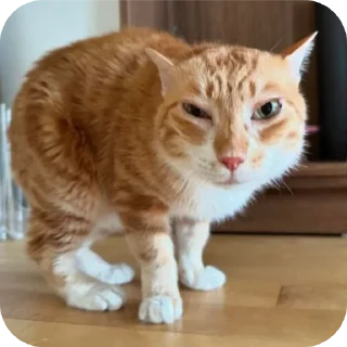 👍 emoji Билибомж&свастика Telegram sticker 12 of 26