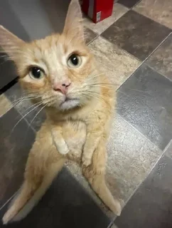 Sticker from Willing Red Narwhal