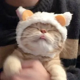 😻 emoji っ♡котики♡と Telegram sticker 11 of 20
