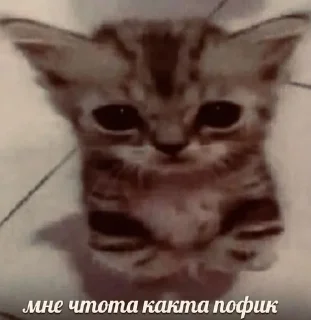 😬 emoji МОЙ ПАК СУКА Telegram sticker 14 of 54