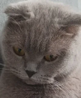 😤 emoji Лунка Telegram sticker 7 of 21