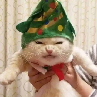 🐱 emoji котейки и другое 🐱 Telegram sticker 14 of 86