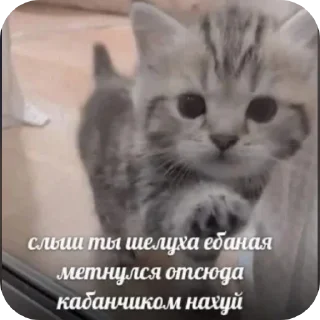 🐱 emoji Чта Telegram sticker 11 of 43