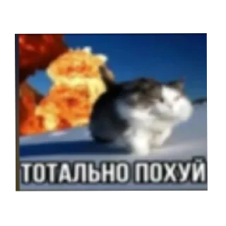 🐱 emoji Чта Telegram sticker 17 of 43