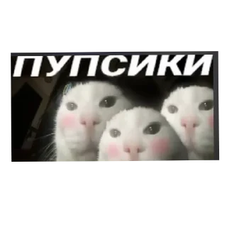 🐱 emoji Чта Telegram sticker 19 of 43