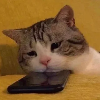Sticker from мемы с котами