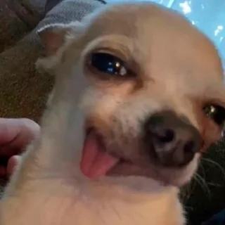 😋 emoji собаки Telegram sticker 20 of 120