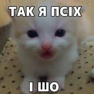😾 emoji нар котікі by @otruyina Telegram sticker 19 of 20