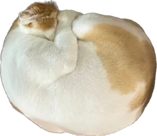 🎈 emoji Фенита Ля Попита Telegram sticker 12 of 17