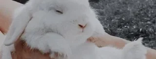 🐰 emoji Разделители от шарлотты Telegram sticker 21 of 39