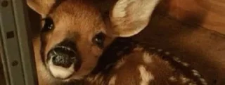 🦌 emoji Разделители от шарлотты Telegram sticker 24 of 39