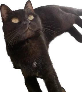 😯 emoji лютик жопа попа Telegram sticker 12 of 69