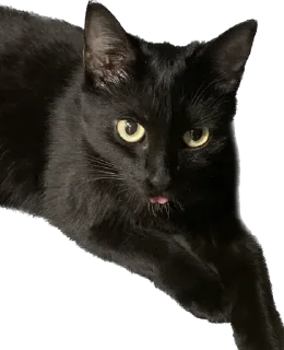 😛 emoji лютик жопа попа Telegram sticker 22 of 69