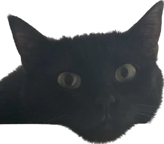 Sticker from лютик жопа попа