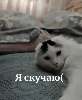Sticker from Шустрииик @Bonya_WC