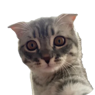 🫥 emoji Кит Telegram sticker 11 of 29