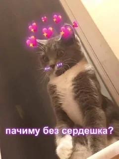 Sticker from кит