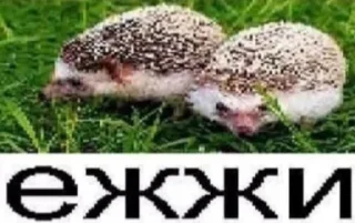 🦔 emoji попа Telegram sticker 5 of 45