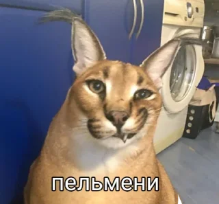 😼 emoji попа Telegram sticker 10 of 23