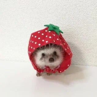 🦔 emoji Ежики Telegram sticker 11 of 117