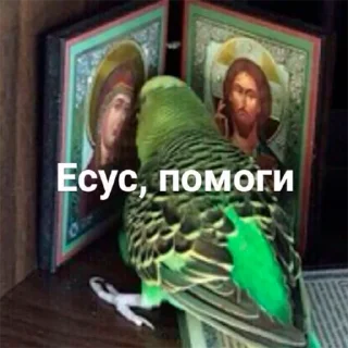 🐦 emoji Попуги Telegram sticker 11 of 19