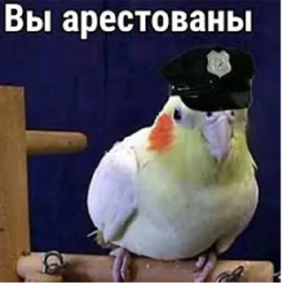 👮‍♂️ emoji ПОПУГИ Telegram sticker 7 of 59