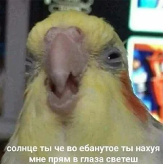 😣 emoji ПОПУГИ Telegram sticker 24 of 59