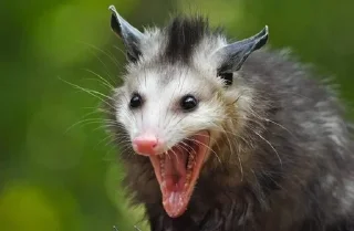 🤯 emoji Opossum Telegram sticker 10 of 86