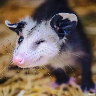 😜 emoji Opossum Telegram sticker 9 of 86