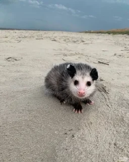🌊 emoji Opossum Telegram sticker 19 of 86